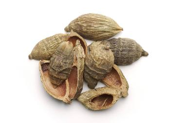 国松堂 大腹皮