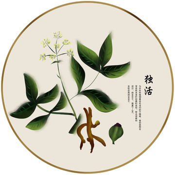道地药材 独活