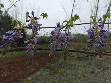 福益堂 葛花