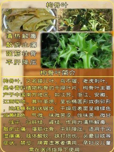 百合健康 枸骨叶