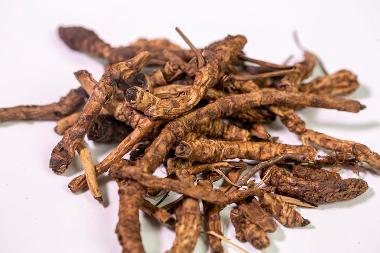 国松堂 胡黄连 500g/袋/中选 河北国松堂制药有限公司