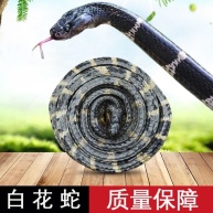 古方原 金钱白花蛇