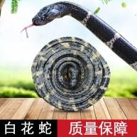 古方原 金钱白花蛇 1条 江西古方原中药饮片有限公司