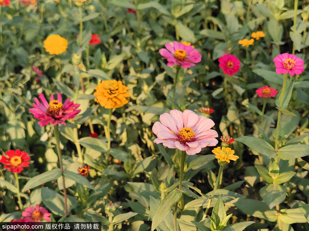 神农 菊花（北京）