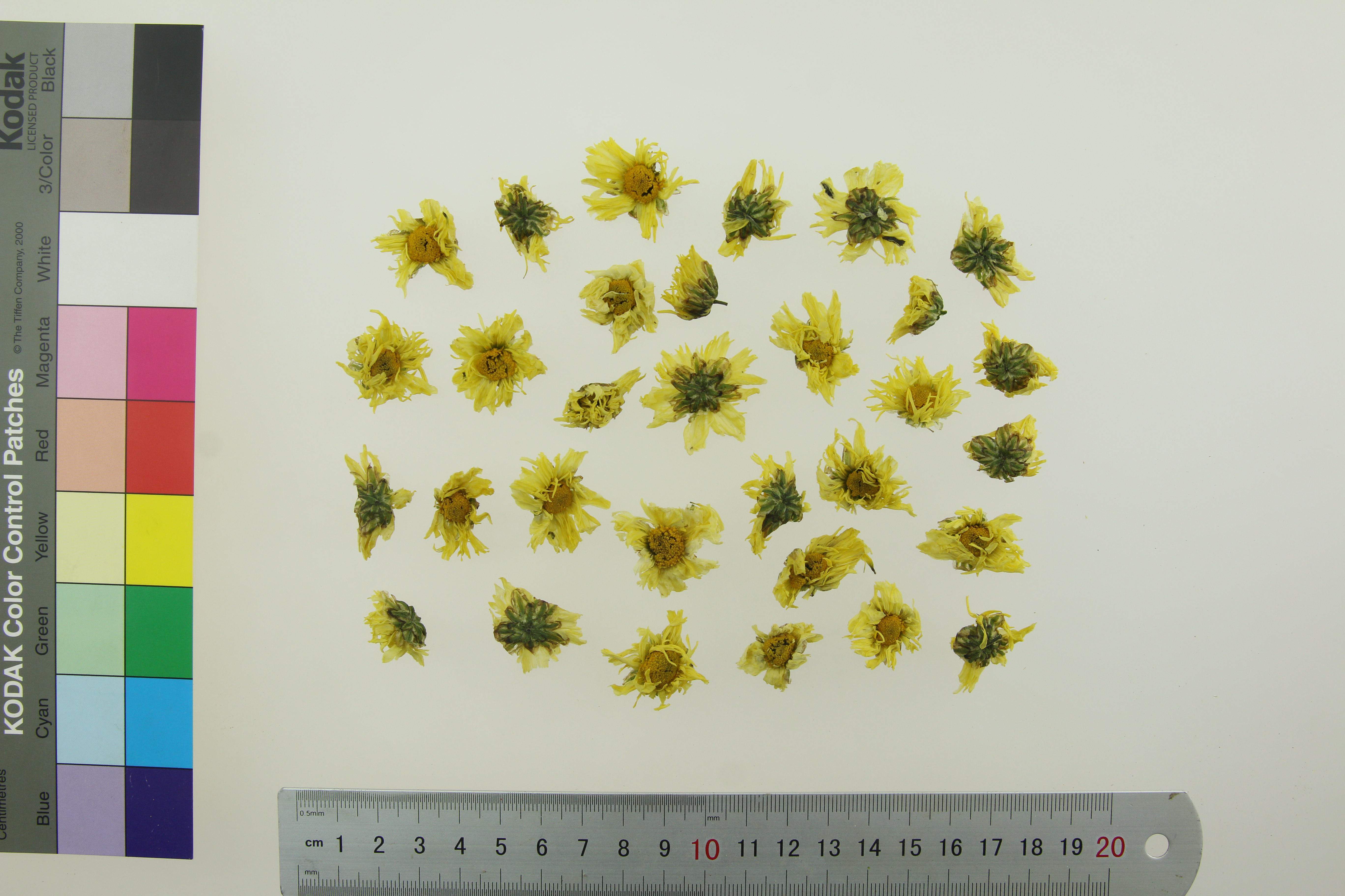 恩草堂 菊花（杭菊）