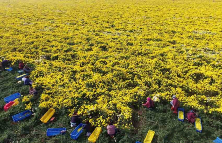 百合健康 菊花(怀菊)