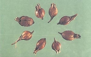 荣华本草 焦栀子