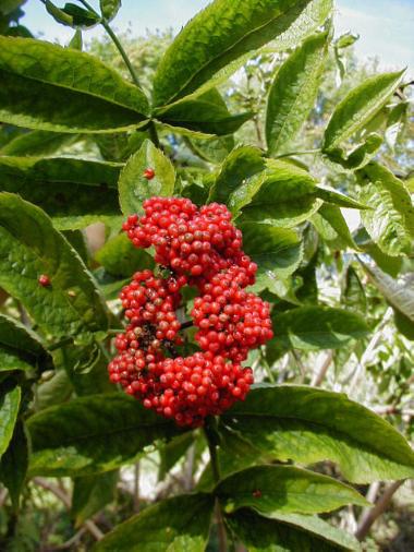 深豪药业 接骨木 1kg/袋 安国市深豪药业有限公司