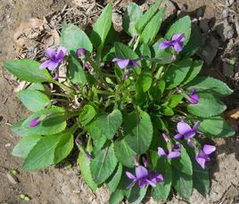 国松堂 苦地丁