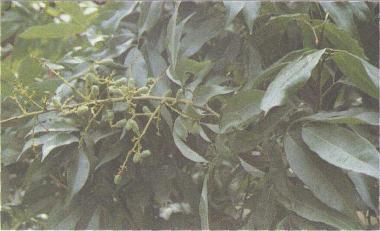道地药材 荔枝核