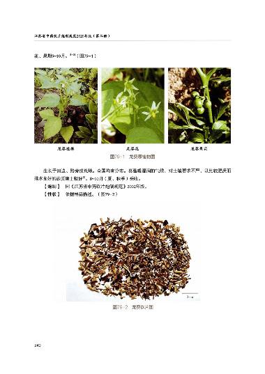 国松堂 龙葵