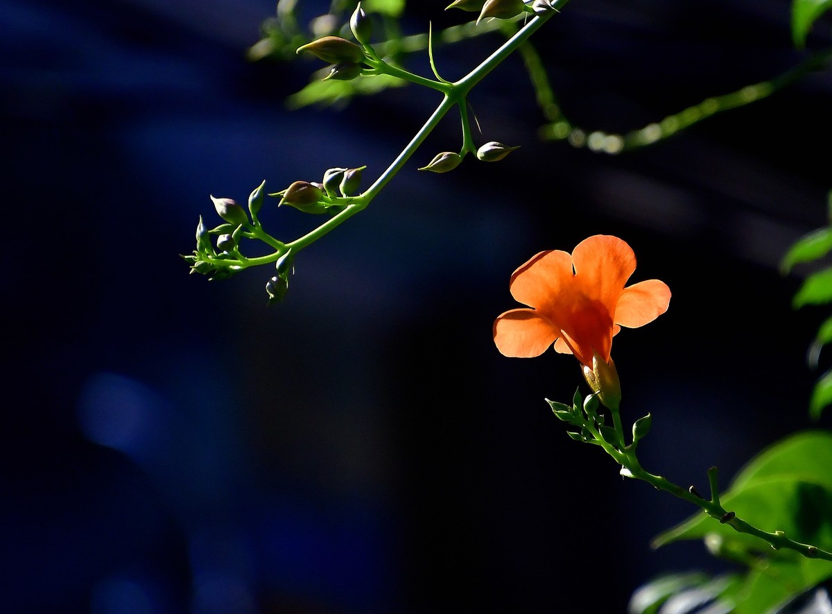 惠丰 凌霄花