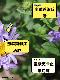 道地药材 蜜紫菀