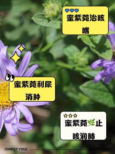 道地药材 蜜紫菀 500g/袋 湖北道地药材科技有限公司