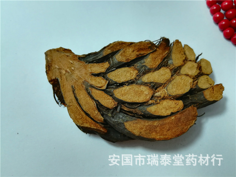 康和 绵马贯众