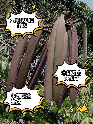 道地药材 木蝴蝶