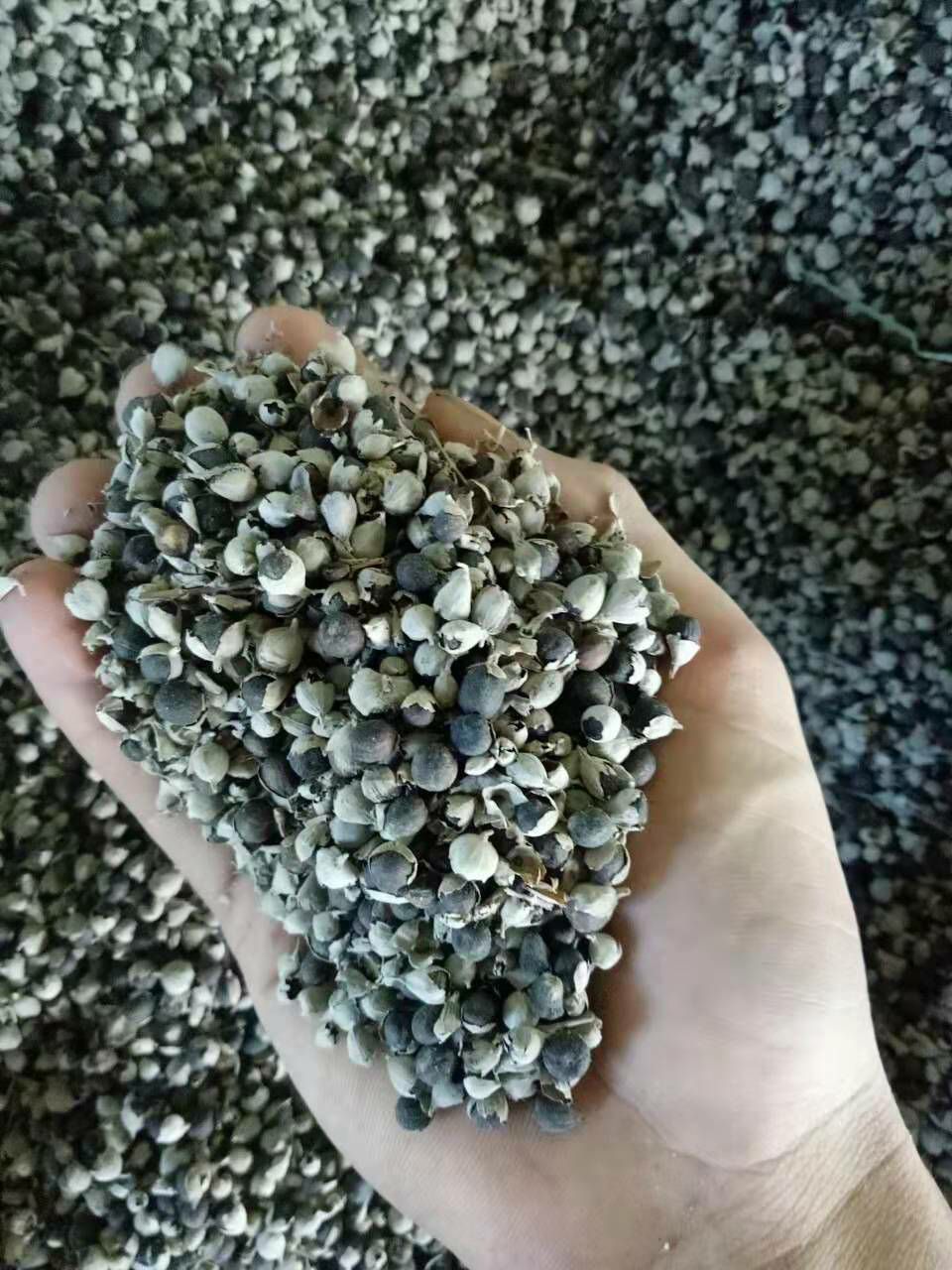 德润堂 蔓荆子