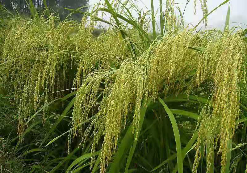 惠丰 糯稻根