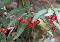 国松堂 平地木
