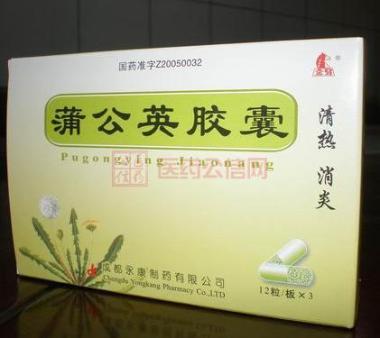 道地药材 蒲公英