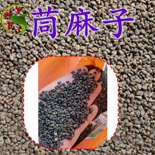 康和 苘麻子