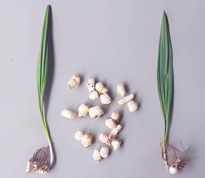 远光 山慈菇（冰球子）