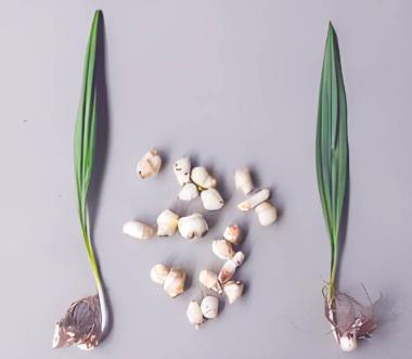 远光 山慈菇（冰球子）