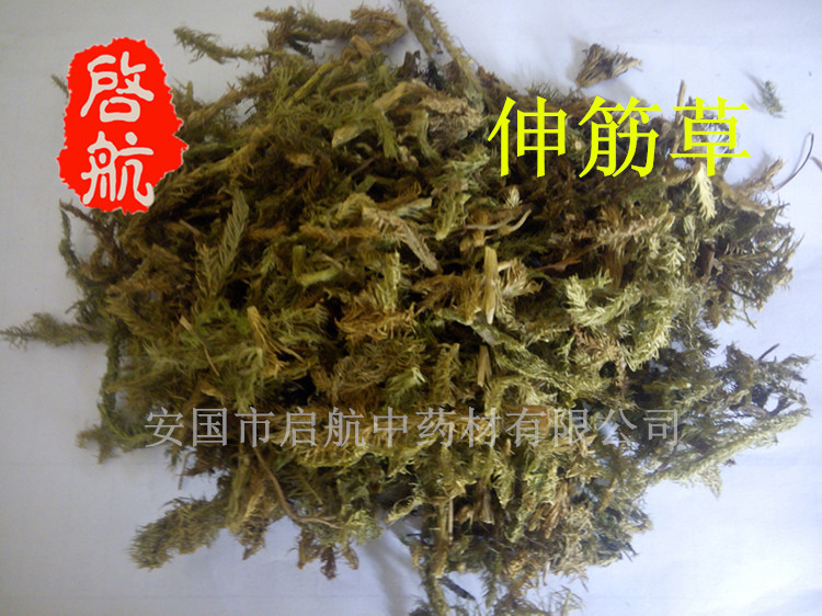 古方原 伸筋草