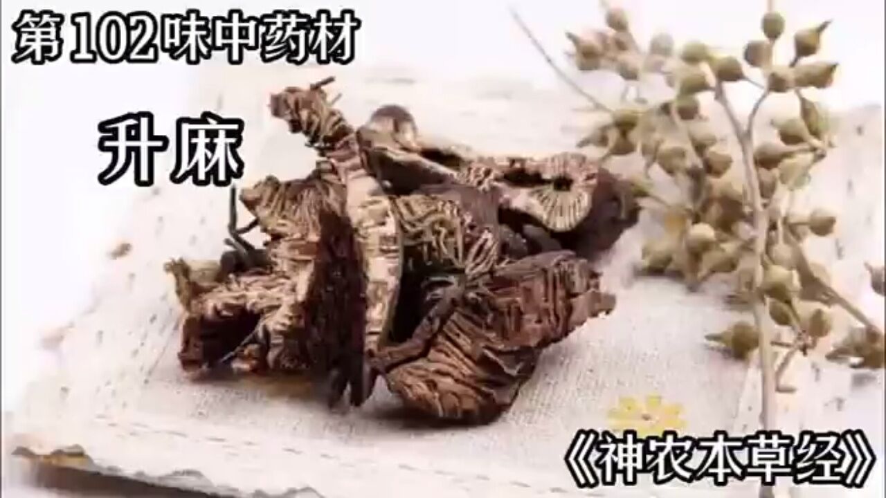 松龄堂 升麻