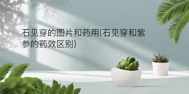 古方原 石见穿 0.5kg 江西古方原中药饮片有限公司