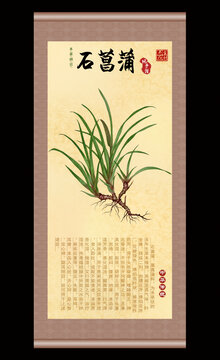 道地药材 石菖蒲