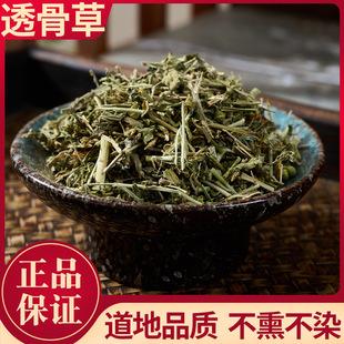 远光 透骨草（珍珠）