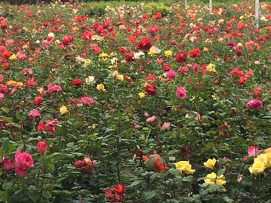 惠丰 月季花