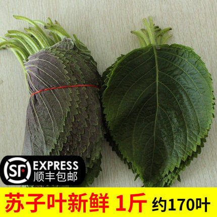 古方原 紫苏叶