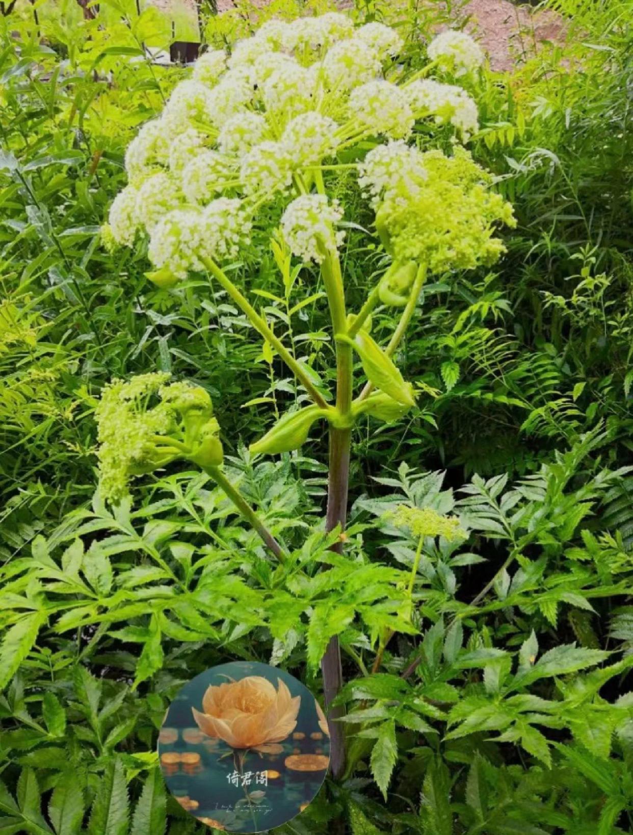 优选 独活止痛搽剂(套