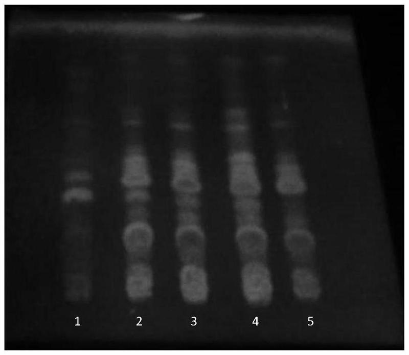 优选 杜仲壮骨胶囊