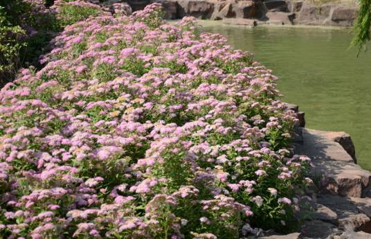 优选 景天祛斑片