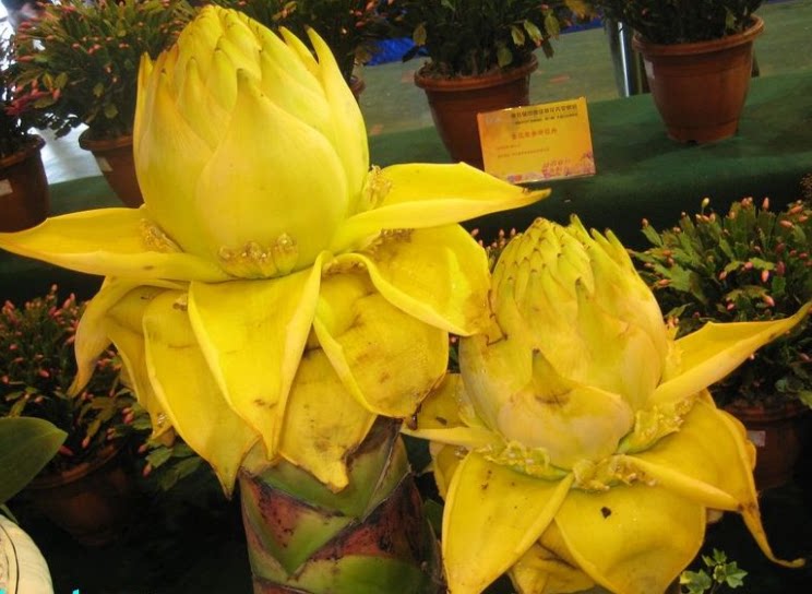 优选 金莲花颗粒