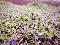 优选 鼎生元®紫花地丁