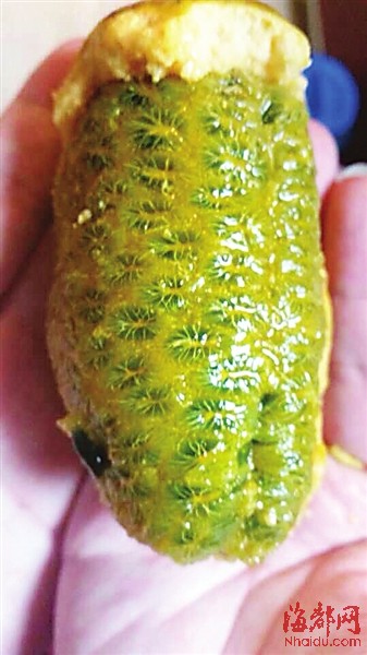 优选 野木瓜胶囊