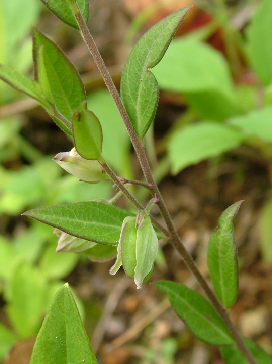 优选 复方瓜子金颗粒