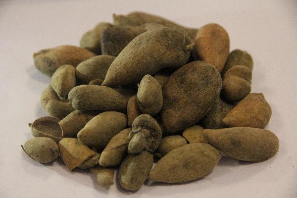 优选 头孢丙烯片