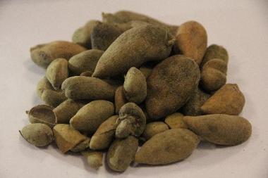 优选 头孢丙烯片