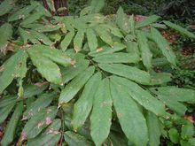 优选 复方保泰松鸡血藤