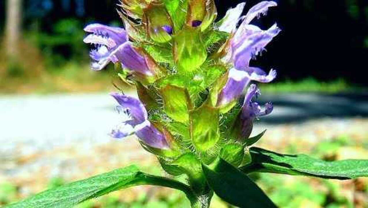 优选 夏枯草颗粒