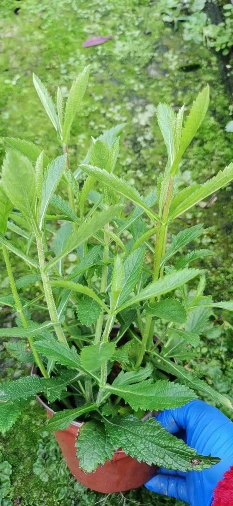 优选 步长®马鞭草口腔