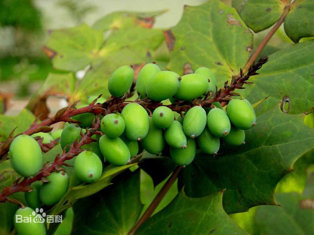 优选 西青果颗粒