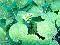 优选 西洋参植物饮料