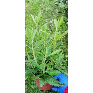 步长®马鞭草口腔