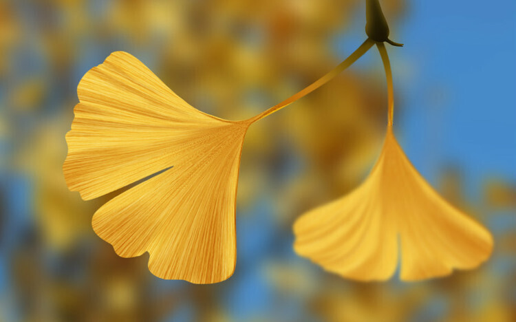 优选 银杏叶片(薄膜衣